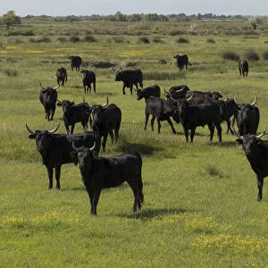 Herd of Camargue bulls, Camargue, France, May