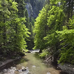 Hornad River flowing through the Hornad Canyon, Slovak Paradise National Park, Slovensky Raj