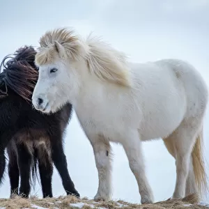 Icelandic Horse