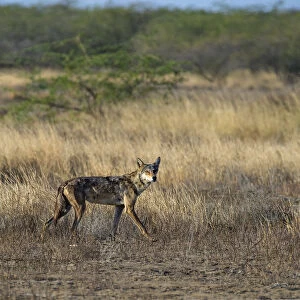 Indian wolfA(Canis lupus pallipes) in habitat, Gujarat, India