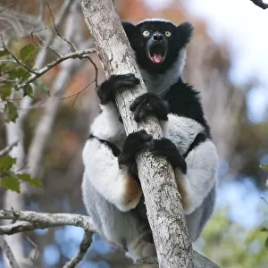 Indri (Indri indri) calling, Andasibe-Mantadia NP, Madagascar