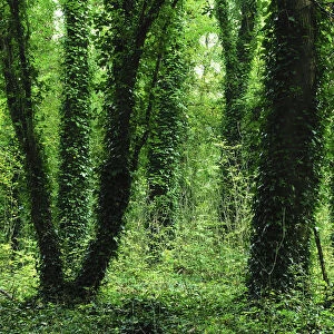 Ivy (Hedera helix) covered tree trunks in Knight Wood, Hampshire, UK, October