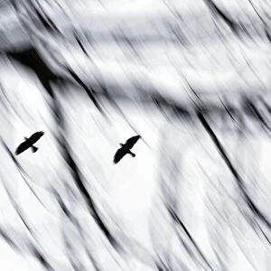 Jackdaws (Corvus monedula) flying to winter roost. with motion blur