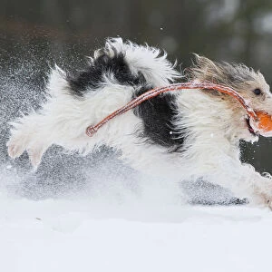 Jogi, a Jack Russell Terrier cross breed, male playing in the snow. Germany