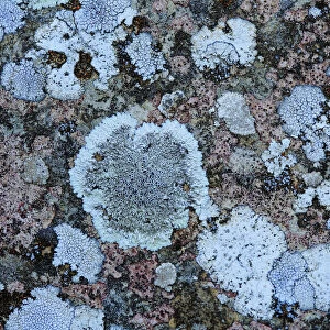 Lichens (Aspicilia cinerea) and others. Sierra de Grazalema Natural Park, southern Spain, May 2016