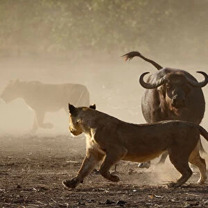 Lion (Panthera leo) moving away from a defensive African buffalo (Syncerus caffer