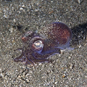Little Cuttlefish / Bobtail Squid (Sepiola atlantica)