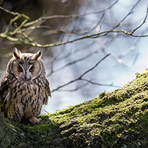 Northern Long Eared Owl