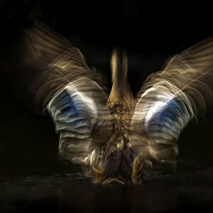 Mallard (Anas platyrhynchos) shaking its wings with slow shutter speed to reveal movement