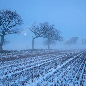 Moon rising over winter landscape, stubble field and Oak trees, Gimingham, Norfolk, UK