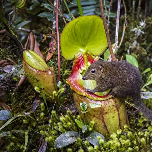 Forest Shrew