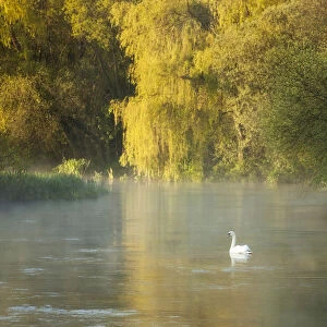 Mute swan (Cygnus olor) on the River Itchen at dawn, Ovington, Hampshire, England, UK, May
