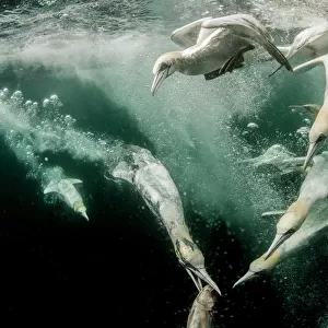 Gannets Related Images