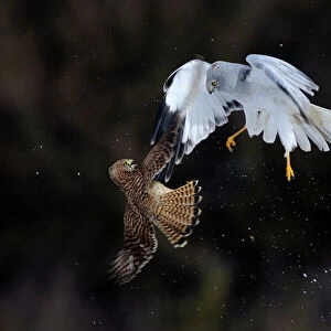 Northern / Hen Harrier (Circus cyaneus) and Kestrel (Falco tinnunculus) below, fighting in flight