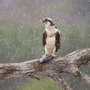 Osprey (Pandion haliaetus) with fish prey on feeding perch in the rain, Cairngorms National Park