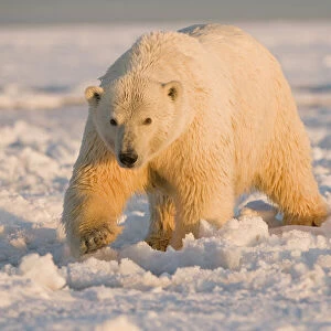 Polar bear (Ursus maritimus) tagged female with wet matted fur walks over newly forming pack ice