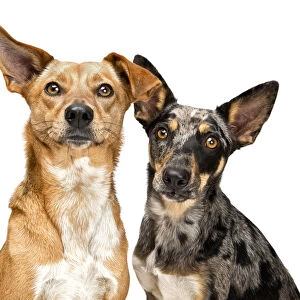 Portrait of a two mixed breed rescue dogs on white background
