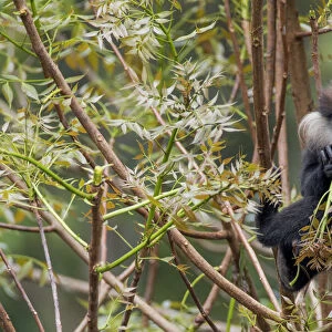Purple-faced langur (Trachypithecus vetulus) eating on a branch. Sinharaja, Southern Province