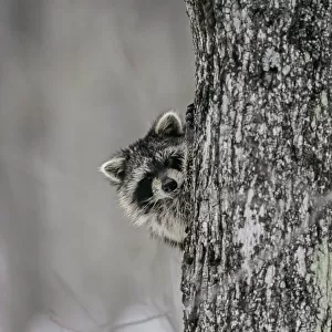 Raccoon (Procyon lotor) peering out from behind tree trunk, Baxter State Park, Maine, USA