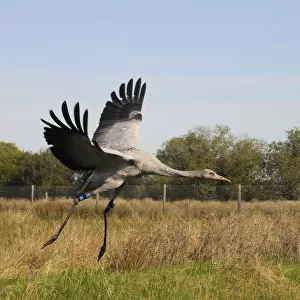 Recently released young Common / Eurasian crane (Grus grus) landing within a fox-proof