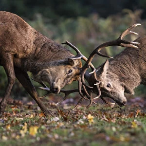 Red Deer (Cervus elaphus) stags fighting during the rutting season