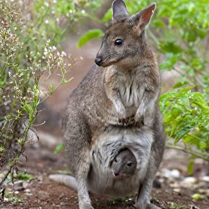 Macropodidae Related Images