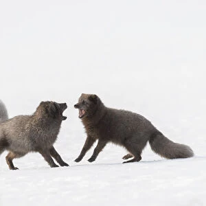 RF - Arctic foxes (Vulpes lagopus) interacting Blue colour morph. Hornstrandir Nature Reserve