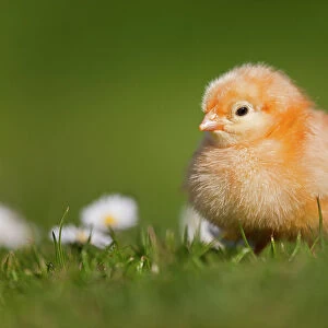 RF- Domestic chicken (Gallus gallus domesticus) newly hatched day chick standing in among Daises. UK, March