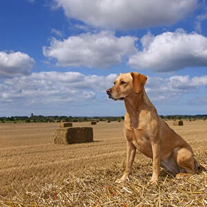 RF- Yellow Labrador retriever sitting in cornfield, UK, August