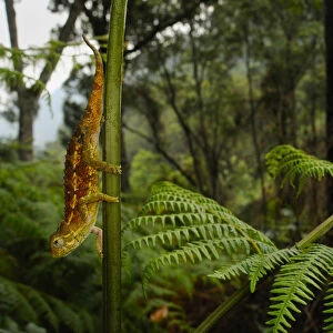 Ruwenzori side-striped chameleon, (Trioceros rudis), hanging from fern, Nyungwe Forest NP