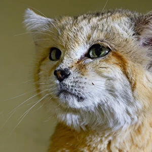 Sand cat (Felis margarita) portrait captive, occurs in Asia from Morocco to Uzbekistan
