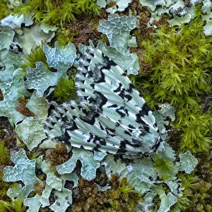 Scarce Merveille du Jour moth (Moma alpium) camouflaged against lichen, Beetzseeheide