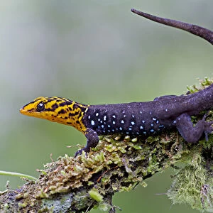 Shieldhead gecko (Gonatodes caudiscutatus) on branch, Canande, Esmeraldas, Ecuador