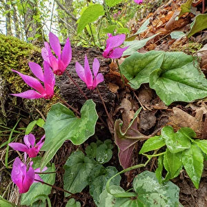 Spring cyclamen (Cyclamen repandum) in flower in woodland, Mount Moricone, Sibillini, Umbria, Italy. May