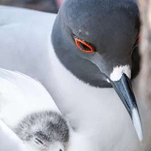 Swallow-tailed gull (Creagrus furcatus) resting with chick nestled in wing