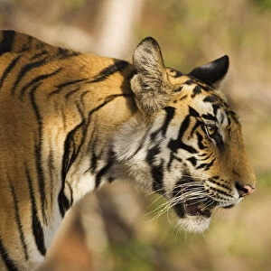Tiger {Panthera tigris} head profile, Bandhavgarh NP, India