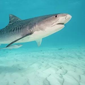 Tiger shark (Galeocerdo cuvier) swimming over sandy seabed, Tiger Beach. Bahamas, Atlantic Ocean