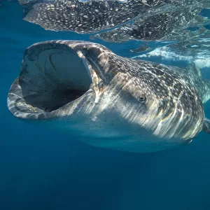 Whale shark (Rhincodon typus) mouth open filter feeding at the surface, Quintana Roo