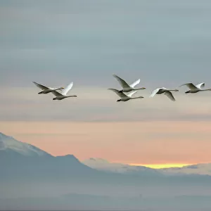Whooper swans (Cygnus cygnus), flying at sunset, Caerlaverock Wildfowl & Wetland Trust WWT