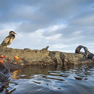 Wildlife on the coast of Cape Hammond including Galapagos flightless cormorant