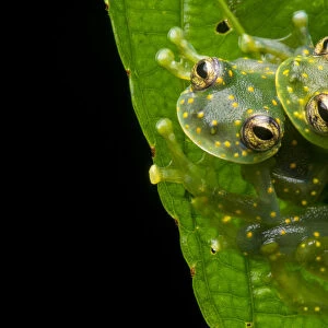 Yellow-flecked glassfrogs (Sachatamia albomaculata) mating pair, Osa Peninsula, Costa