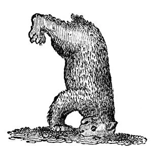 A bear standing on his head, 14th century, (1833)