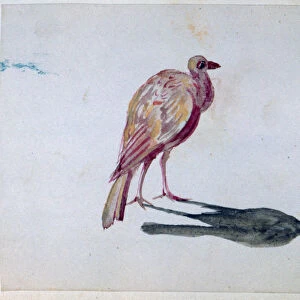 Bird, 1820-1876. Artist: George Sand
