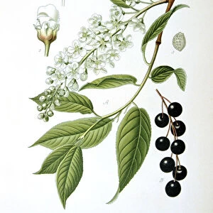 Bird cherry, 1893
