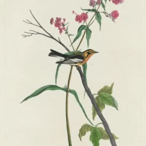 Blackburnian Warbler, 1832. Creator: Robert Havell