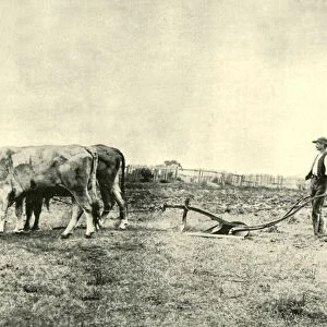 A Bullock Plough Team, 1901. Creator: Unknown