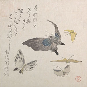 Butterflies, 19th century. Creator: Kubo Shunman