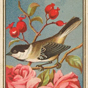 Chickadee, from the Birds of America series (N4) for Allen & Ginter Cigarettes Brands