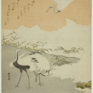 Cranes at the Sea Shore, c. 1768. Creator: Suzuki Harunobu