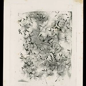 [Dandelion Seeds], 1858 or later. Creator: William Henry Fox Talbot